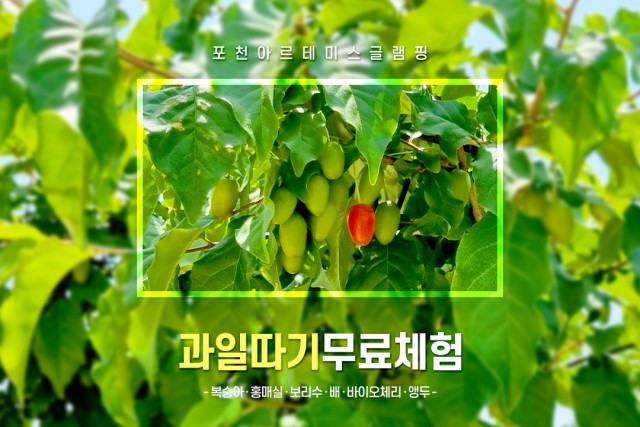 과일따기 무료체험